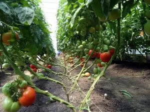 Mittleider Gardening Method - Tomatoes