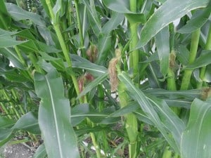 Growing fresh corn on the cob