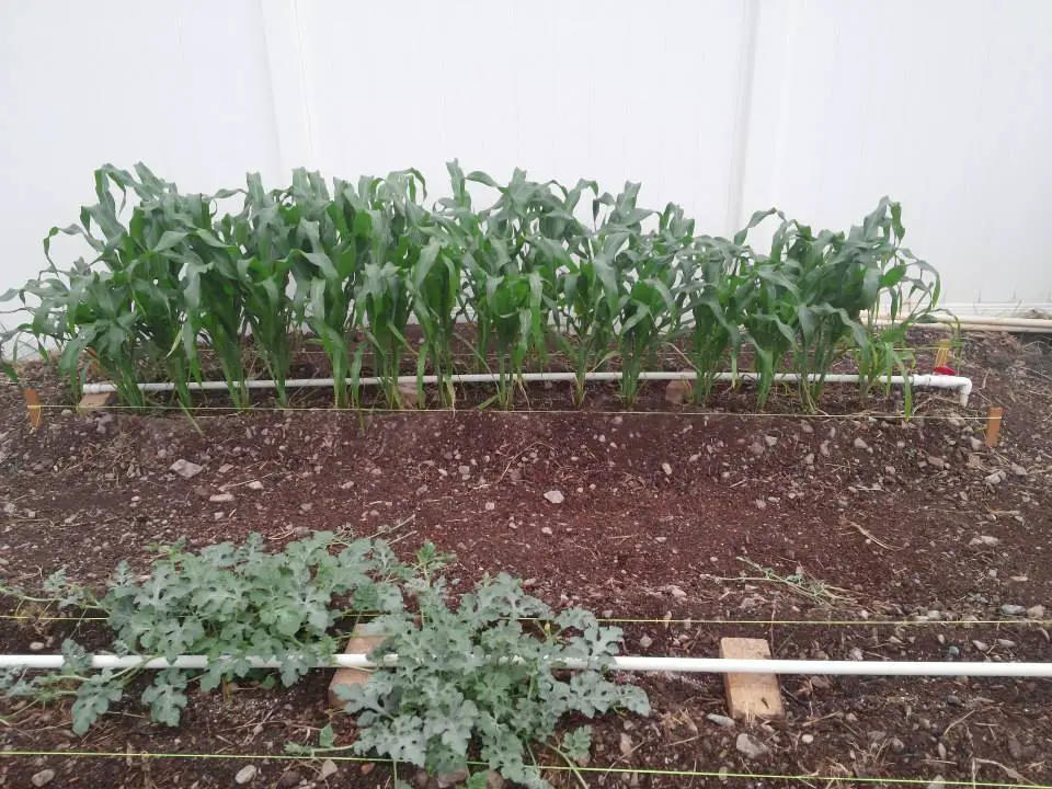 Gardening 101 - growing corn and watermelon following the Mittleider Gardening Method