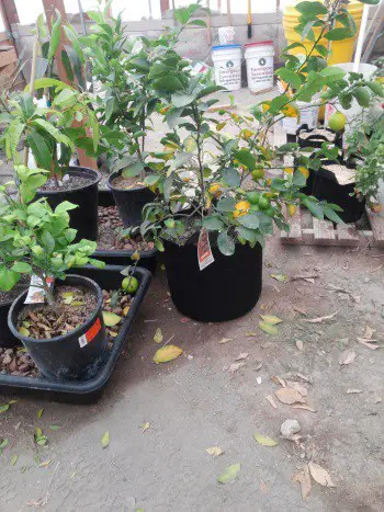 Gardening 101 - Growing a Meyer Lemon Tree in the Greenhouse