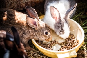 Can Rabbits Live with Other Rabbits?