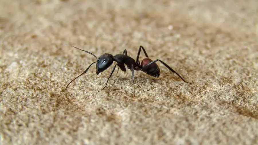 ant – Urban Backyard Farming