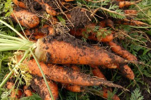 Can you grow carrots in seed trays?