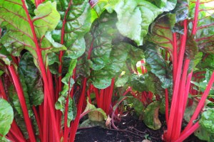 Best Vegetables to Grow in Partial or No Direct Sun