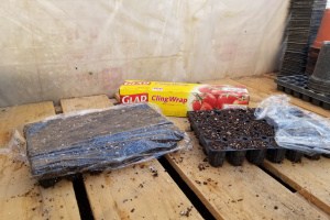 Should You Cover Your Seed Trays?