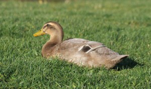 Do Ducks Help Keep Snakes Away? – Urban Backyard Farming