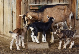 Can Rabbits Live With Goats? – Urban Backyard Farming