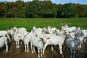 Can Goats Eat Orchard grass?