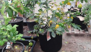 Do Grow Bags Go Out Of Date?