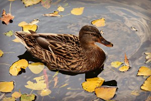 Do Ducks Help Clean Ponds?