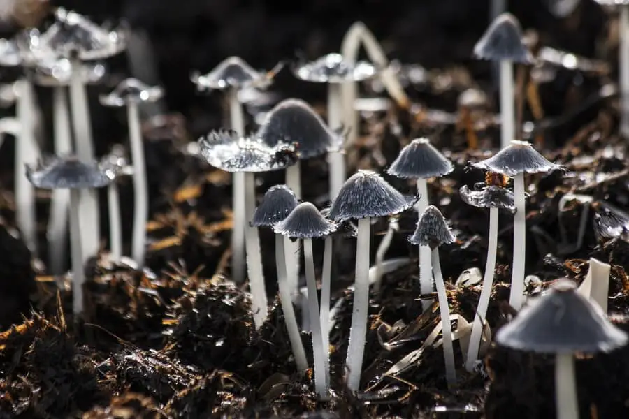 This Is Why Mushrooms Grow in Your Vegetable Pots