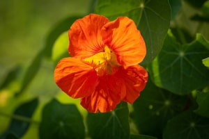 Do Edible Flowers Taste Good?