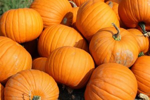 Can Pumpkins Survive a Frost?