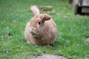 11 Reasons Rabbits Keep Turning Their Ears