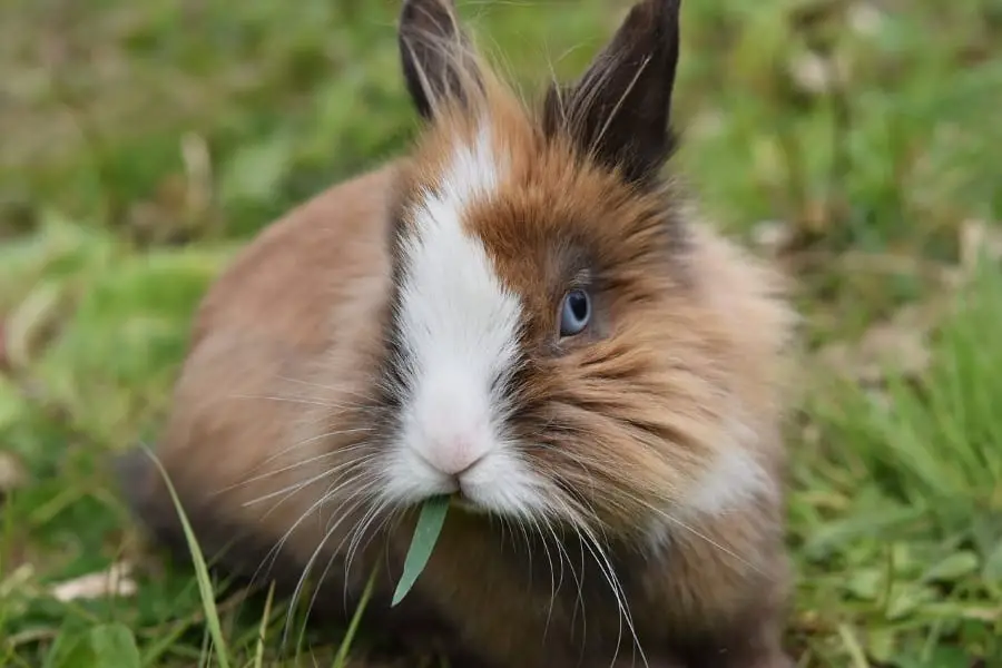 Can Rabbits Eat Orchard Grass? Urban Backyard Farming