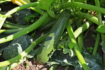 Can Zucchini Survive Frost Urban Backyard Farming