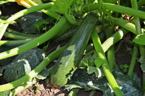 Can Zucchini Survive Frost?