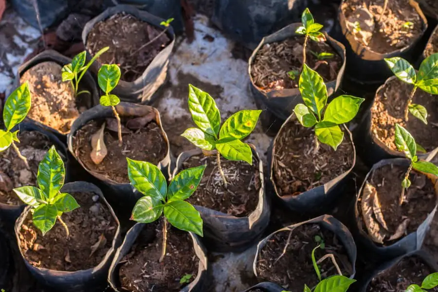 The list of 7 Can you grow coffee in a greenhouse 1 Can You Grow Coffee in Greenhouses?