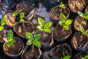 Can You Grow Coffee in Greenhouses?