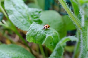 How To Keep Bugs Out Of Your Greenhouse: Top Tips That Work