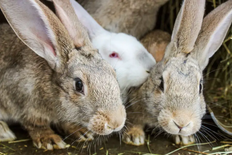 How Many Rabbits Can You Own? A Guide on Space Requirements – Urban ...