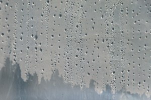 How to Control Humidity in a Greenhouse