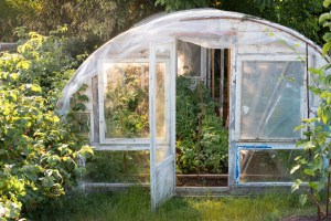 Nine Vegetables that LOVE Greenhouses!