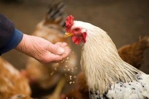 chicken and duck feed