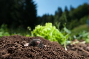 6 Reasons Moles Are Not Bad for Gardens