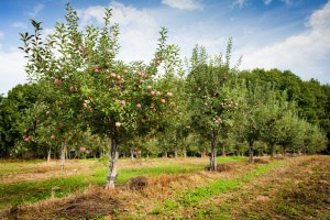 Why Fruit Trees Need to be Grafted – and How to Do It