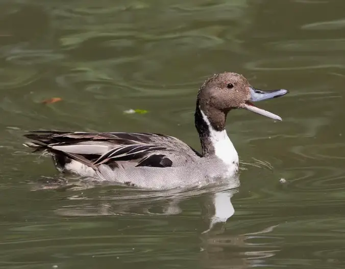 Why Ducks Get Noisy And What To Do Urban Backyard Farming