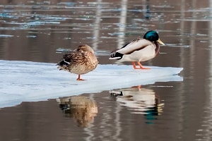 Why ducks stand on one leg and other duck trivia questions answered