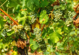 10 Ways to Control Overgrown Grapevines