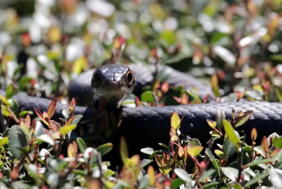 How To Keep Snakes Out Of Your Garden: A Complete Guide ...