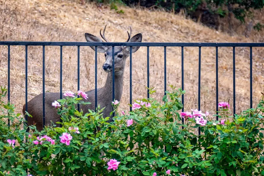how do i stop deer from eating my flowers