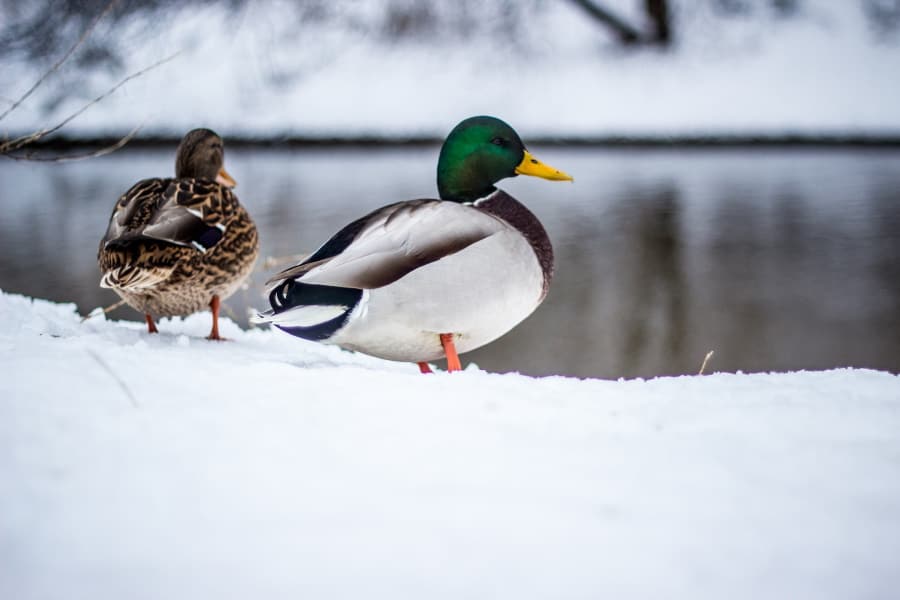 Ducks and the cold How to keep them safe and warm Urban Backyard Farming