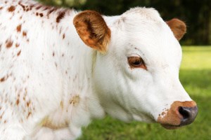 Can Mini Cows Live with Goats?