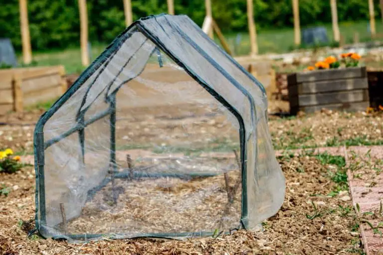 the-6-pros-and-cons-of-plastic-greenhouses-urban-backyard-farming