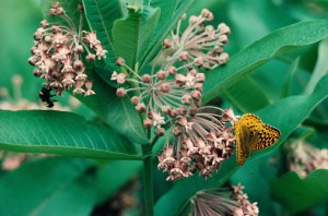 How to Increase Pollinators in Your Garden: The Ultimate Guide