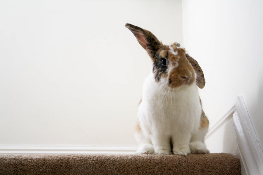 How to Care for Rabbits’ Ears: The Ultimate Guide – Urban Backyard Farming