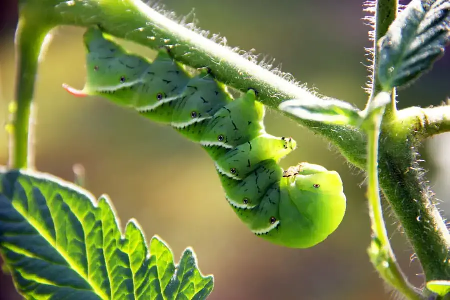 7 Ways to Get Rid of Caterpillars without Killing Them – Urban Backyard  Farming