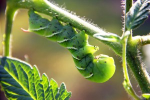 7 Ways to Get Rid of Caterpillars without Killing Them