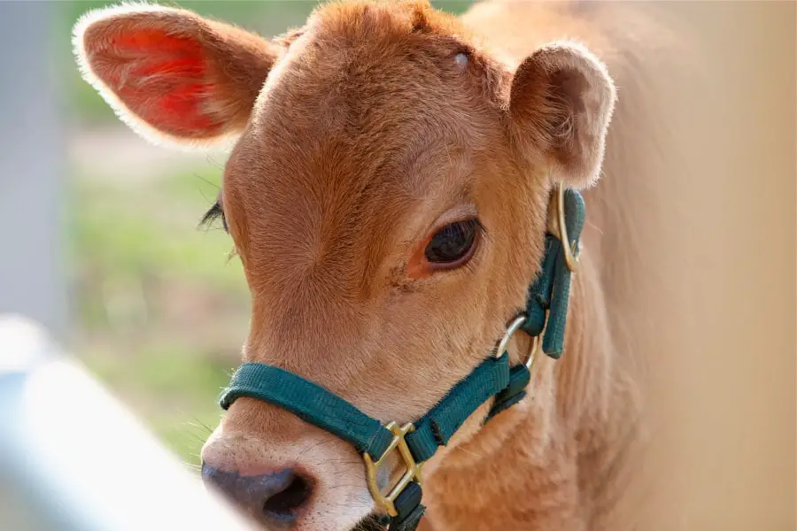 Are Miniature Cows Good Pets? Here’s What You Must Know – Urban