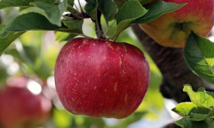 5 Simple Ways to Make Fruit Trees Grow Faster