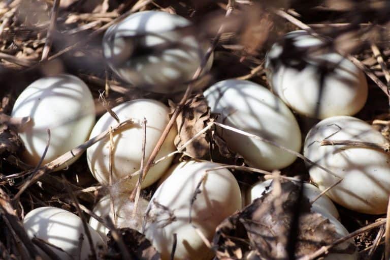 what-to-do-when-duck-eggs-don-t-hatch-urban-backyard-farming
