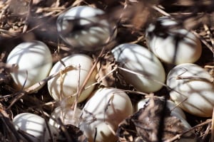 What to Do When Duck Eggs Don’t Hatch