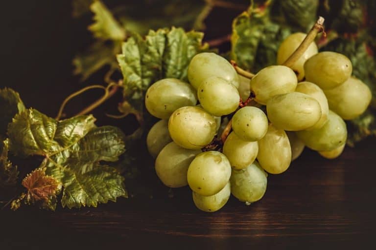 How to Grow Grapes Indoors: A Step-by-Step Guide – Urban Backyard Farming