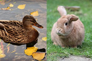 Can Ducks Live with Rabbits?