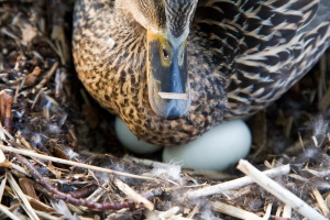 11 Reasons Your Duck is Not Laying Eggs (And How to Help)