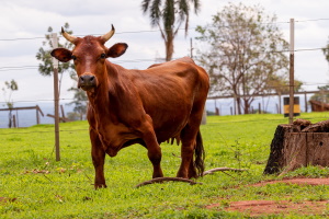 Mini Cow vs. Regular Calf: What’s the Difference?